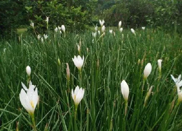 植物浇水|兰花草怎么浇水方法