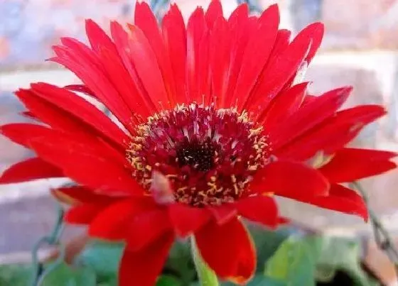花期|菊花花期是什么时候