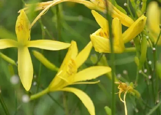 果实成熟|黄花菜几月份收获