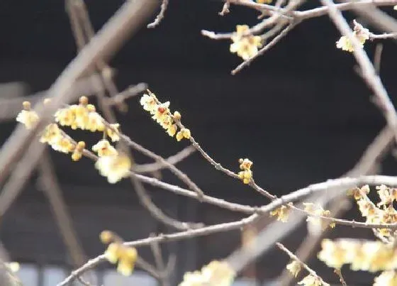 植物播种|腊梅种子怎么种植