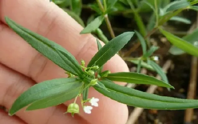 植物百科|伞房花耳草和蛇舌草的区别