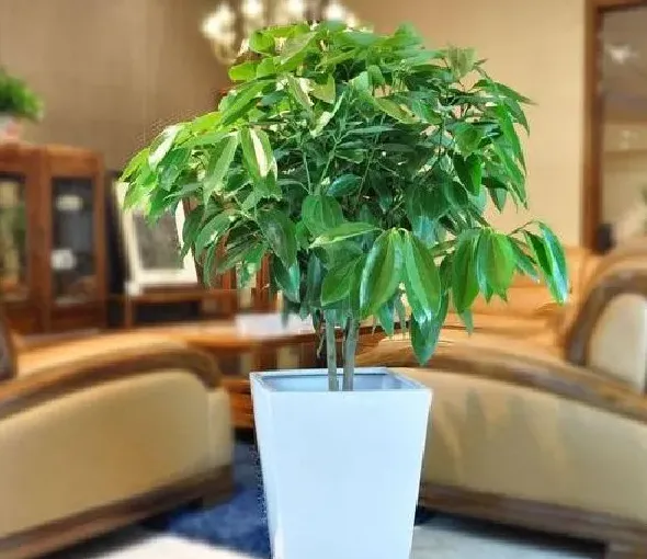 植物换土|平安树怎么换土 换土换盆时间和方法