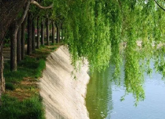 植物嫁接|柳树可以嫁接什么树