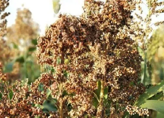 植物虫害|高粱病虫害防治技术与方法措施