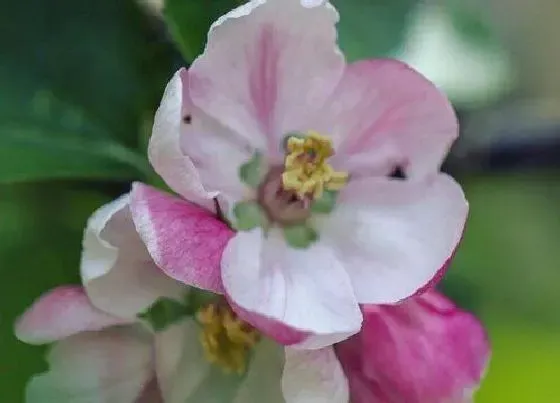 开花时间|苹果什么季节开花 在什么时候结果