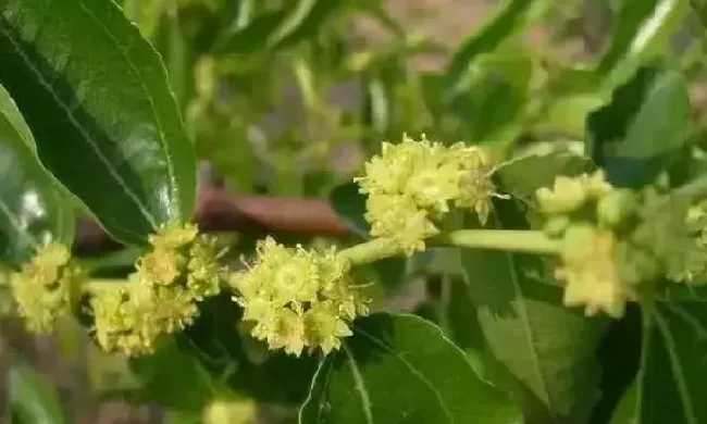 开花时间|冬枣什么时候开花 开花时间几月份