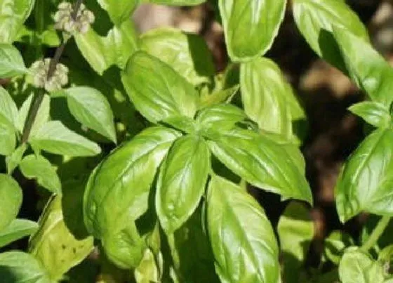 植物百科|和荆芥很像的草