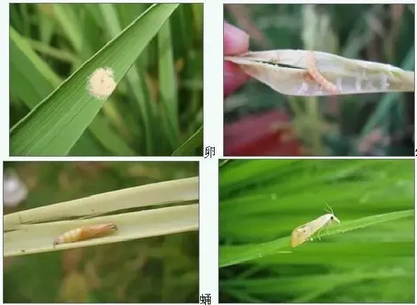 喷药|钻心虫钻进稻杆里面打什么药有效（打水稻钻心虫用什么药）