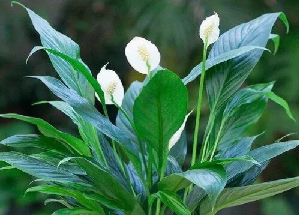 植物换土|白掌怎么换土换盆