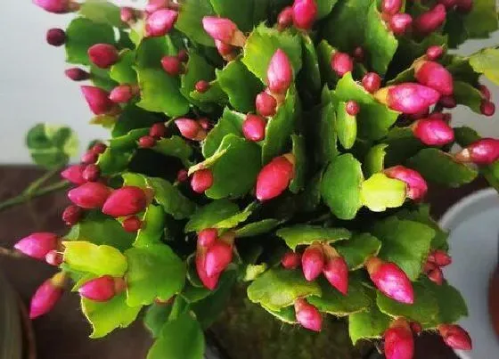 植物施肥|蟹爪兰花蕾期施什么肥，蟹爪兰花期追肥施肥与养护方法）