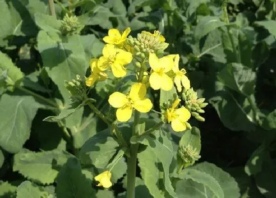 植物播种|油菜花什么时候播种