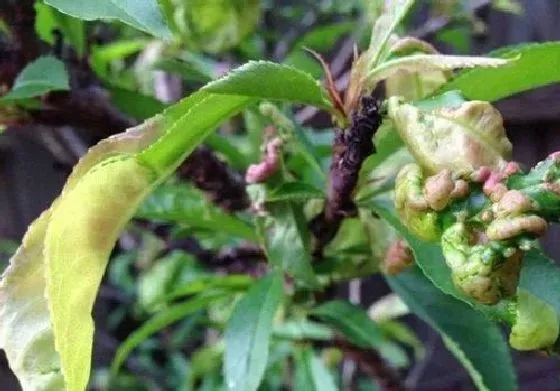 植物虫害|桃树病虫害防治技术 常见防治方法与措施