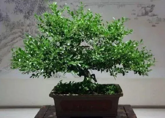 植物种类|房屋门前种什么树最好（家宅门前栽种什么树风水好又吉利）