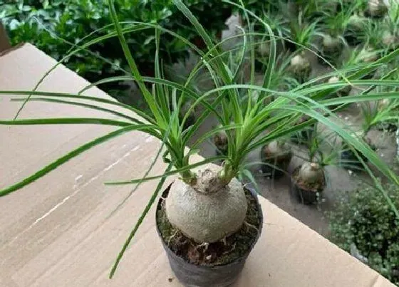 植物繁殖|酒瓶兰怎么繁殖方法和注意事项