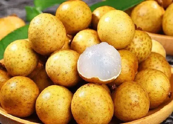 水果科普|桂圆和荔枝是一种水果吗