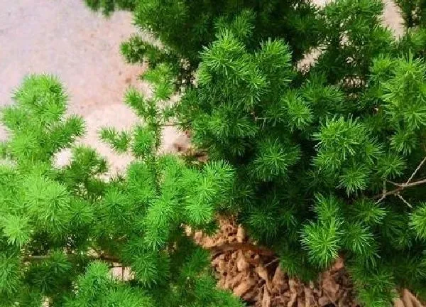 植物移栽|蓬莱松上盆时间与养护方法