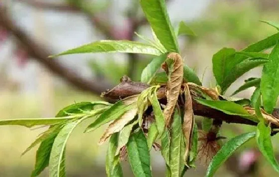 植物虫害|桃树病虫害防治技术 常见防治方法与措施