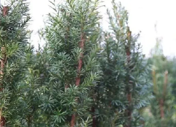 养殖科普|红豆杉怕晒吗 怕阳光晒吗