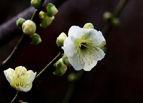 植物排行|梅花什么品种最好