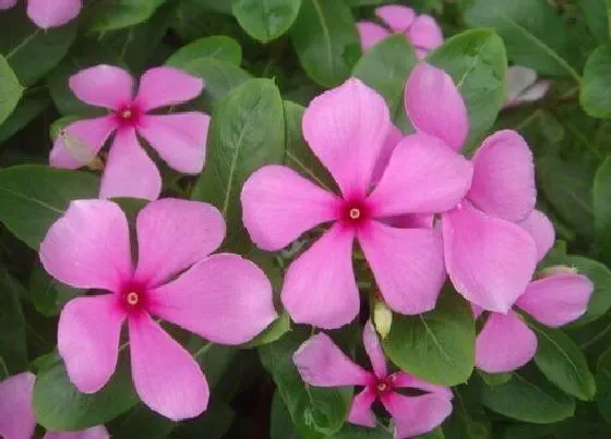 植物毒性|长春花有毒吗 可以放在室内养吗