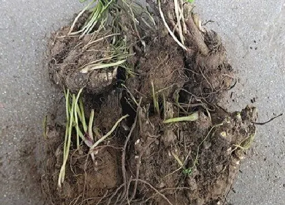 植物产地|川芎哪里产的最好