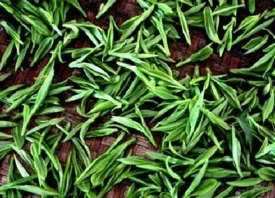 果实保存|茶叶的最佳保存方法