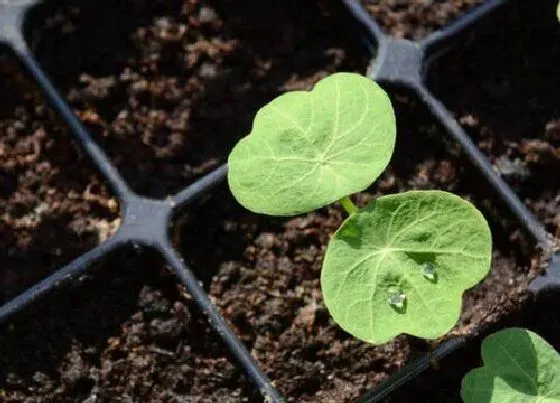 植物播种|旱金莲什么时候播种最好