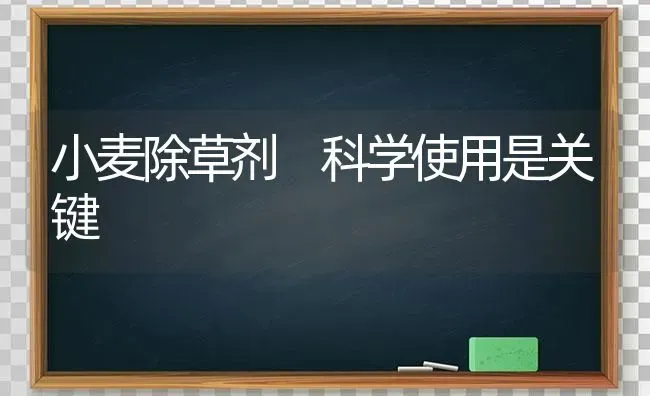 小麦除草剂 科学使用是关键 | 粮油作物种植