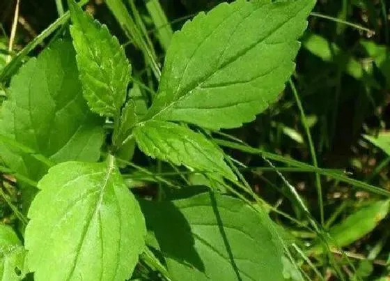 植物百科|猪屎菜又叫什么菜