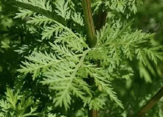 植物种类|茵陈和青蒿是一种植物吗