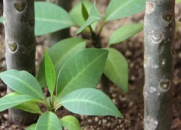 植物扦插|鸡蛋花可以扦插吗