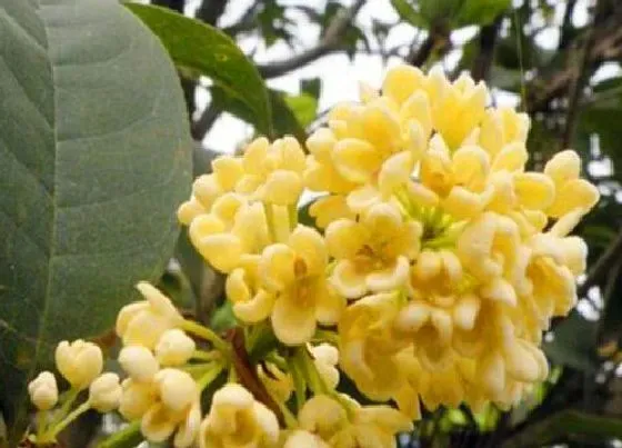 花卉百科|杭州的市花是什么花