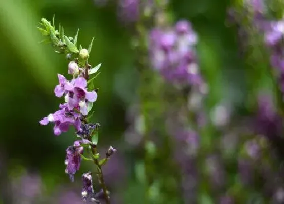 开花时间|香彩雀一年开几次花