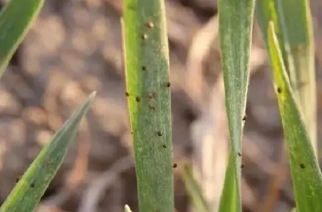 植物虫害|小麦红蜘蛛什么时候防治效果好（麦田红蜘蛛用药防治时间）