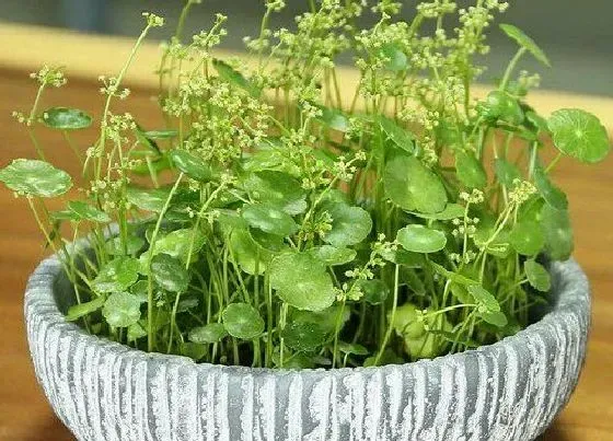 种植位置|铜钱草可以种在院子里吗