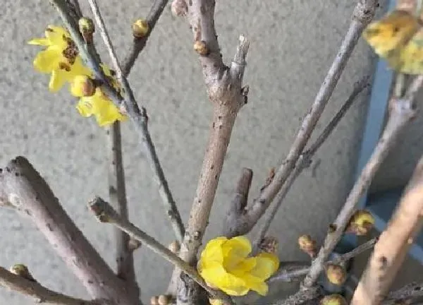 植物移栽|盆栽腊梅上盆时间与养护方法