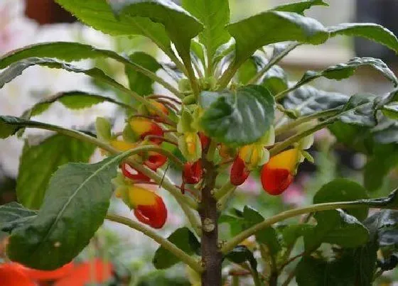 植物施肥|凤仙花施什么肥最好