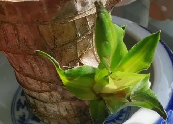 植物百科|巴西木能不能晒太阳