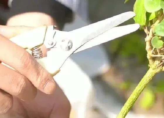 植物修剪|鸳鸯茉莉怎么修剪方法