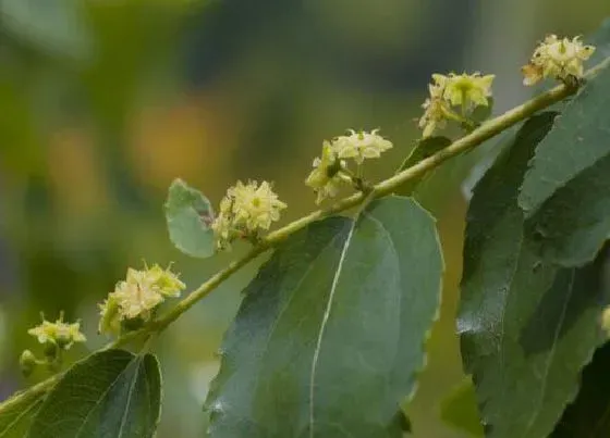 果实科普|枣子什么时候开花结果