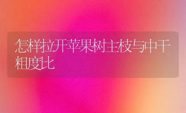 怎样拉开苹果树主枝与中干粗度比 | 瓜果种植