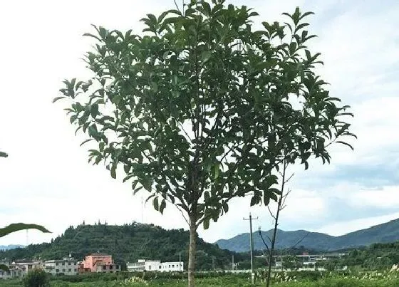 植物百科|桂花树属于什么类植物 是乔木还是灌木