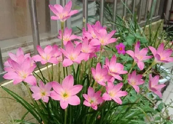 种植百科|风雨兰种植多久开花 发芽后多久开花