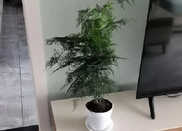 养殖科普|文竹好养活吗