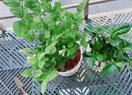 种植位置|家里可以种茉莉花吗