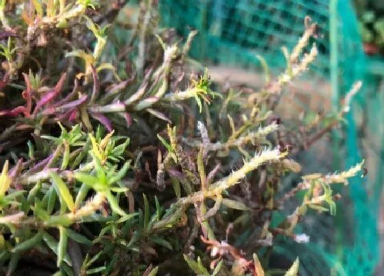 花朵诊疗|太阳花只长花苞不开花怎么办 太阳花徒长不开花原因及解决