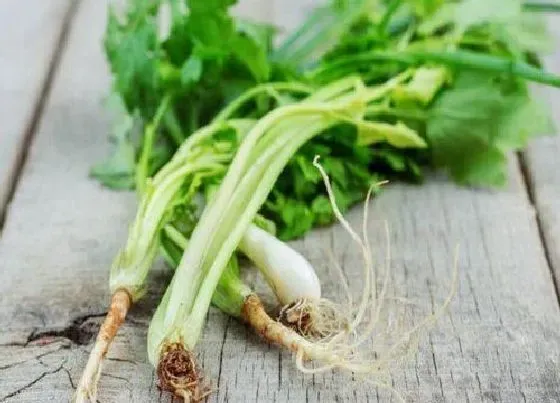 食用须知|芹菜的根能吃吗