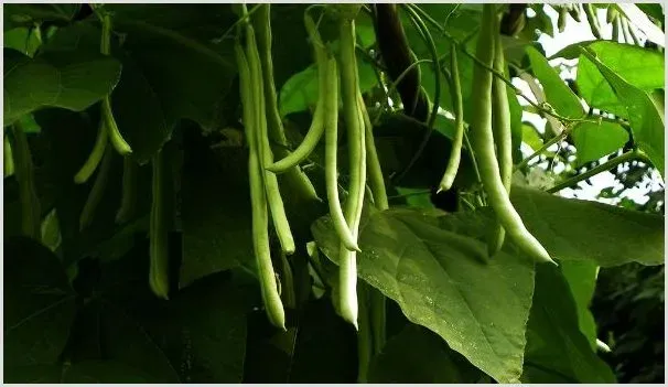 四季豆种植怎么搭架 | 农业技术