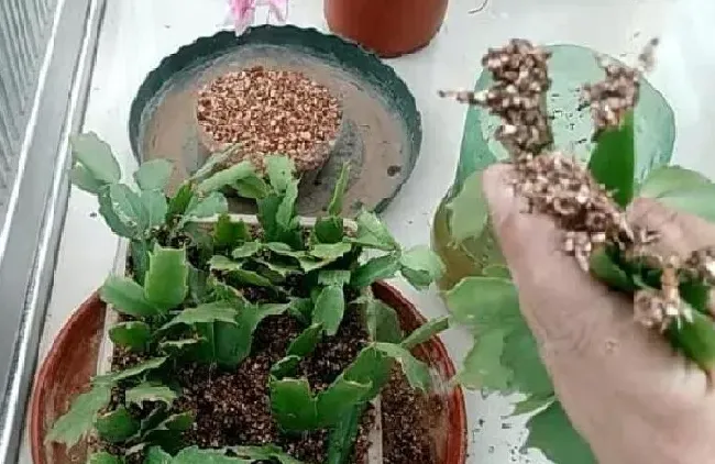 植物扦插|蟹爪兰什么时候扦插繁殖合适（蟹爪兰扦插成活方法和时间）