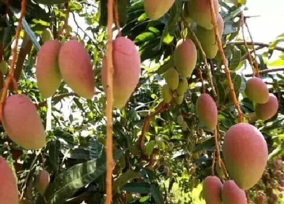 果实成熟|广西芒果什么时候成熟上市